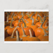 Kürbispicken Postkarte (Vorderseite)
