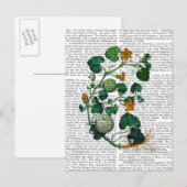 Kürbisranke 2 postkarte (Vorne/Hinten)