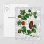 Kürbisranke 3 postkarte (Vorne/Hinten)