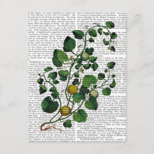Kürbisrebe 4 postkarte