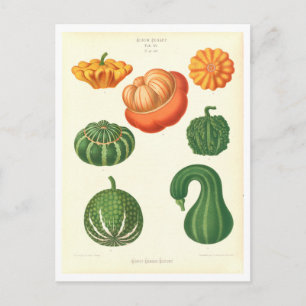 Kürbisse Botanische Illustration aus einem Samen K Postkarte