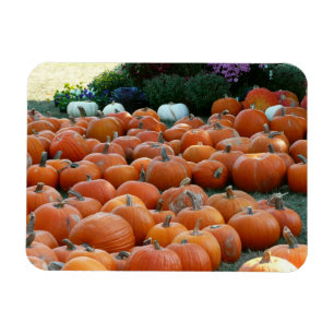 Kürbisse und Chrysanthemen Herbst-Ernte-Fotografie Magnet