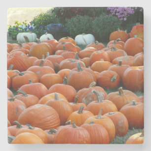 Kürbisse und Chrysanthemen Herbst-Ernte-Fotografie Steinuntersetzer