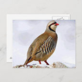Kurdisch Partridge Postcard Postkarte (Vorne/Hinten)