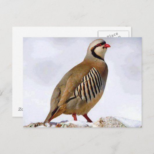 Kurdisch Partridge Postcard Postkarte (Vorne/Hinten)
