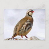Kurdisch Partridge Postcard Postkarte (Vorderseite)