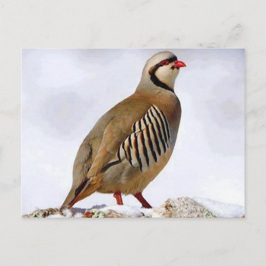 Kurdisch Partridge Postcard Postkarte (Vorderseite)