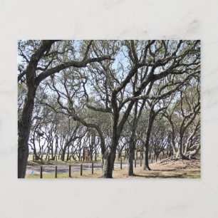Kure Beach Oak Grove Naturfotografie Postkarte