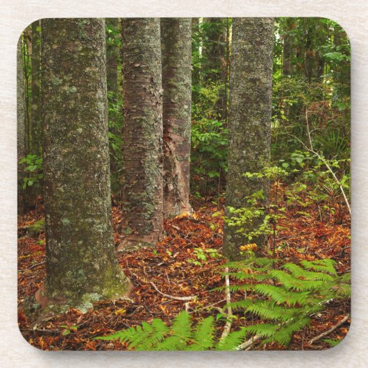 Kuri-Bäume| Neuseeland Getränkeuntersetzer (Vorderseite)