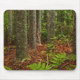 Kuri-Bäume Neuseeland Mousepad