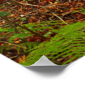 Kuri Bäume | Neuseeland Poster (Ecke)