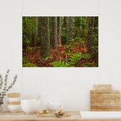 Kuri Bäume | Neuseeland Poster (Küche)