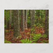 Kuri Bäume | Neuseeland Postkarte (Vorderseite)