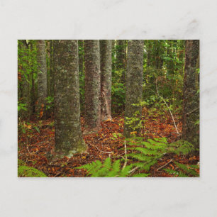 Kuri Bäume   Neuseeland Postkarte