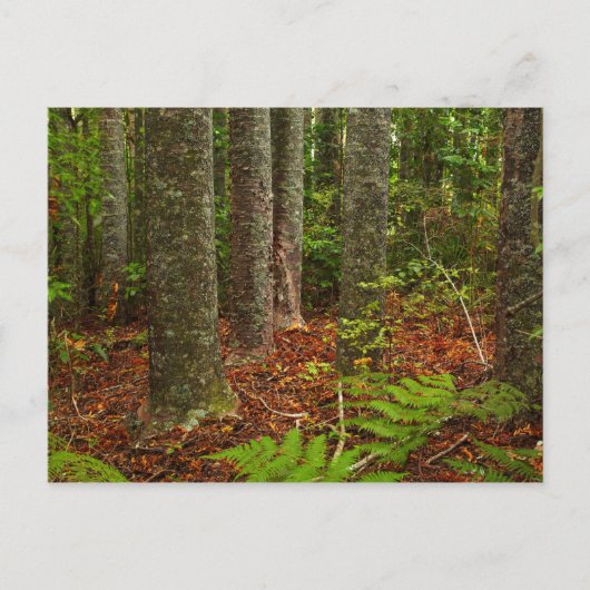 Kuri Bäume | Neuseeland Postkarte (Vorderseite)