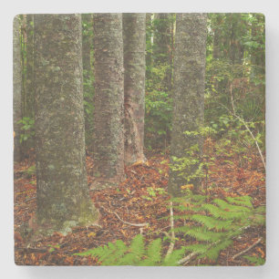 Kuri-Bäume Neuseeland Steinuntersetzer