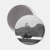 Kuriertauben Magnet (Vorderseite/Rückseite)