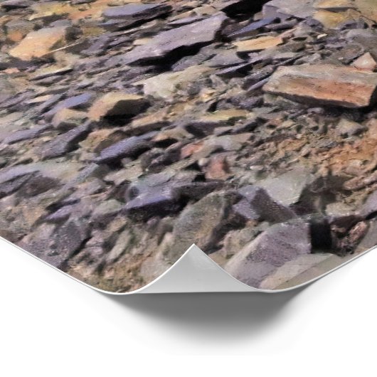 Kurious Kea Poster (Ecke)