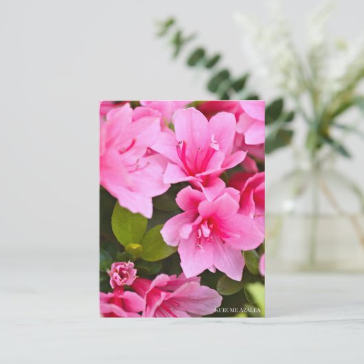 Kurume Azalea Postkarte (Stehend Vorderseite)