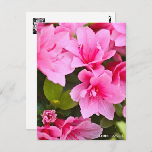 Kurume Azalea Postkarte (Vorne/Hinten)