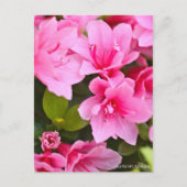 Kurume Azalea Postkarte (Vorderseite)