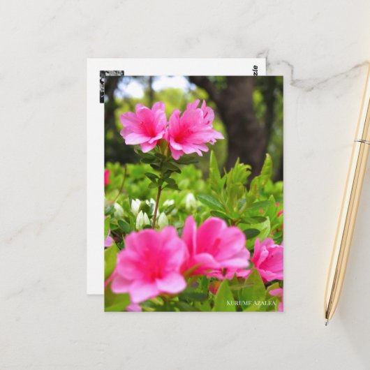 Kurume Azalea Postkarte (Vorderseite/Rückseite Beispiel)
