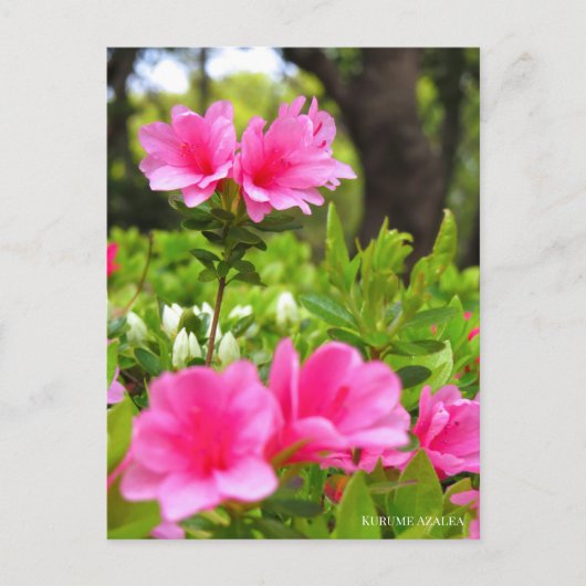 Kurume Azalea Postkarte (Vorderseite)
