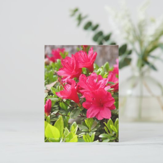 Kurume Azalea Postkarte (Stehend Vorderseite)