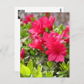 Kurume Azalea Postkarte (Vorne/Hinten)