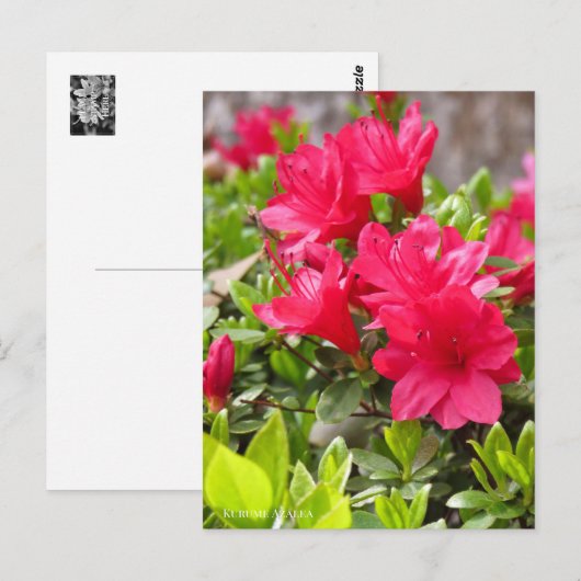 Kurume Azalea Postkarte (Vorne/Hinten)