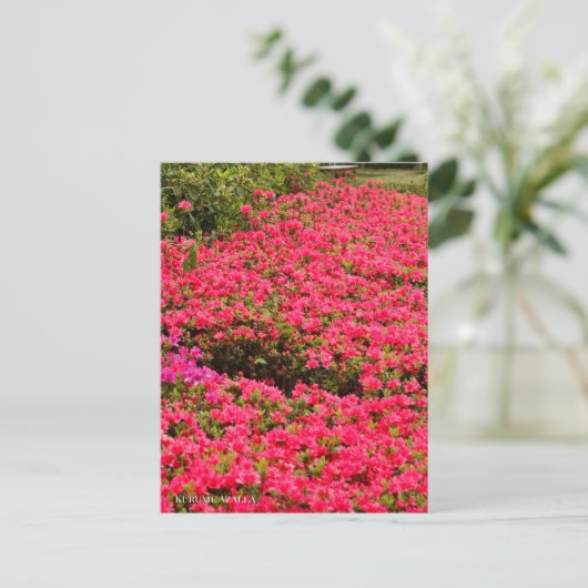 Kurume Azalea Postkarte (Stehend Vorderseite)