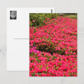 Kurume Azalea Postkarte (Vorne/Hinten)