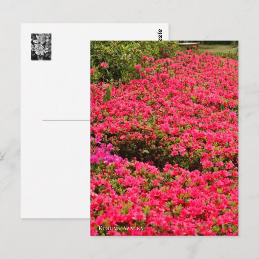 Kurume Azalea Postkarte (Vorne/Hinten)