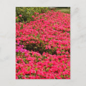 Kurume Azalea Postkarte (Vorderseite)