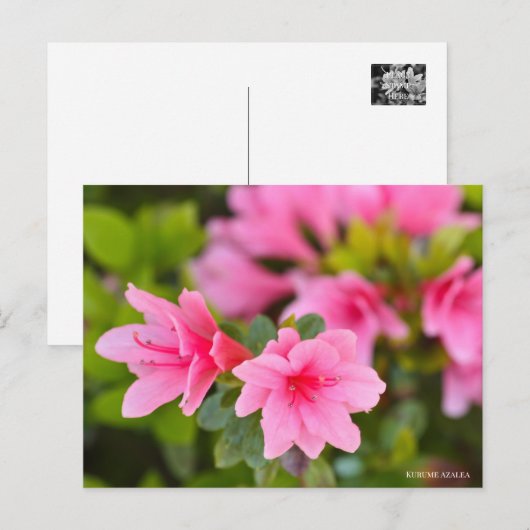 Kurume Azalea Postkarte (Vorne/Hinten)