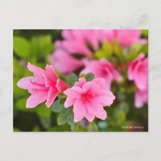 Kurume Azalea Postkarte (Vorderseite)