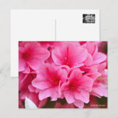 Kurume Azalea Postkarte (Vorne/Hinten)