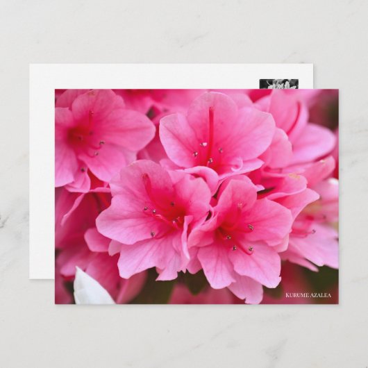 Kurume Azalea Postkarte (Vorne/Hinten)