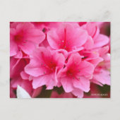 Kurume Azalea Postkarte (Vorderseite)