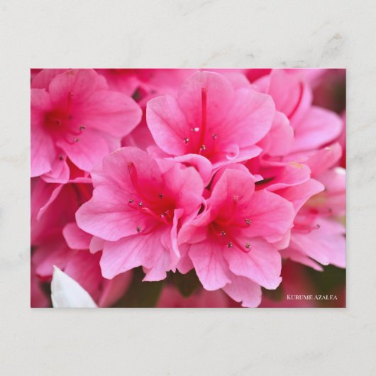 Kurume Azalea Postkarte (Vorderseite)