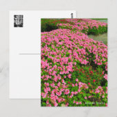 Kurume Azalea Postkarte (Vorne/Hinten)