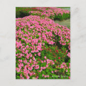 Kurume Azalea Postkarte (Vorderseite)