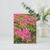 Kurume Azalea Postkarte (Stehend Vorderseite)