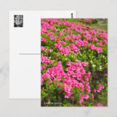 Kurume Azalea Postkarte (Vorne/Hinten)