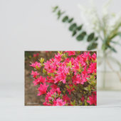 Kurume Azalea Postkarte (Stehend Vorderseite)