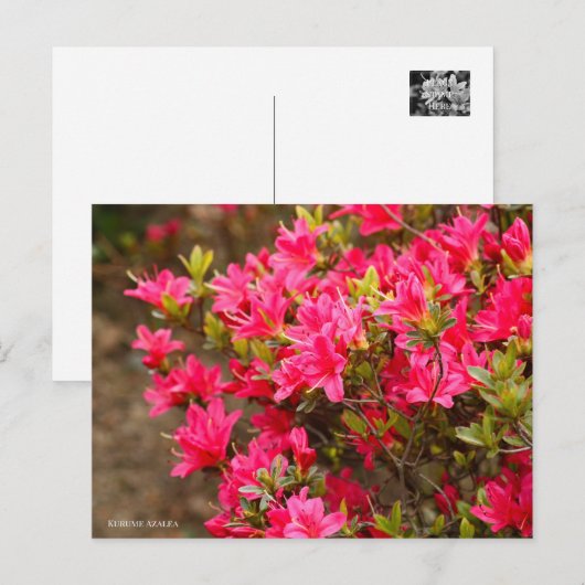Kurume Azalea Postkarte (Vorne/Hinten)