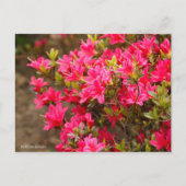 Kurume Azalea Postkarte (Vorderseite)