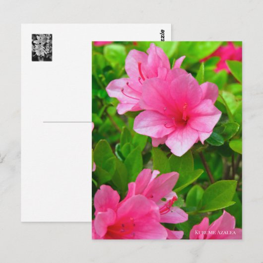Kurume Azalea Postkarte (Vorne/Hinten)