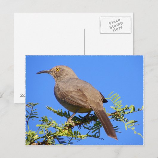 Kurve-Bill Thrasher Postkarte (Vorne/Hinten)