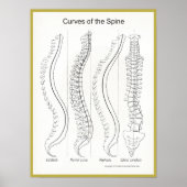 Kurven des Spine Poster Chiropraktik (Vorne)
